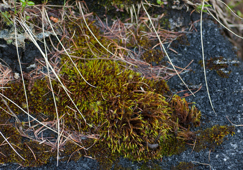 Schistidium canadense